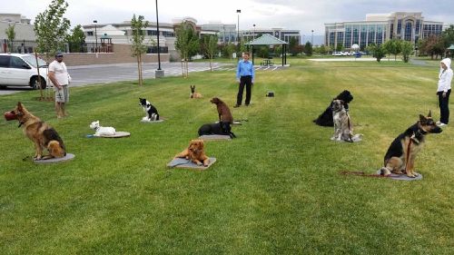 Dog Training Elite offers professional group dog obedience training classes for all clients in Dallas.