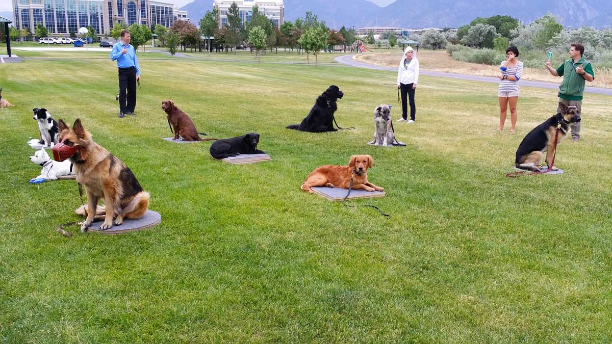 Puppy Training Classes in Dallas