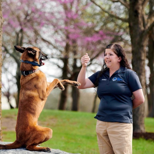 Training with Dog Training Elite in Dallas can help your pup sit and stay when they need to, just like this dog with their trainer.