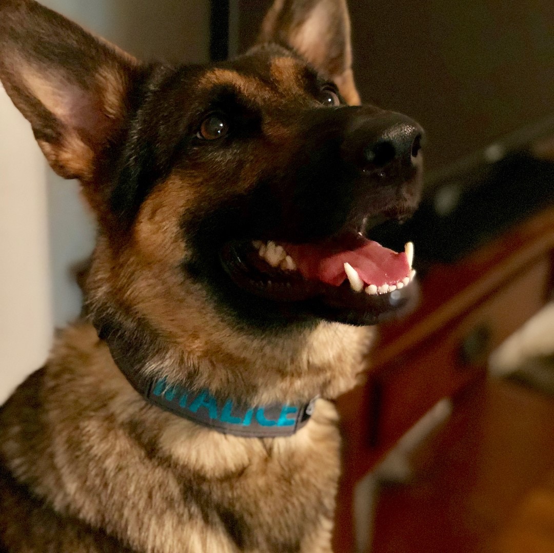 Dog Training Elite can help with behavioral training in dogs in Dallas.