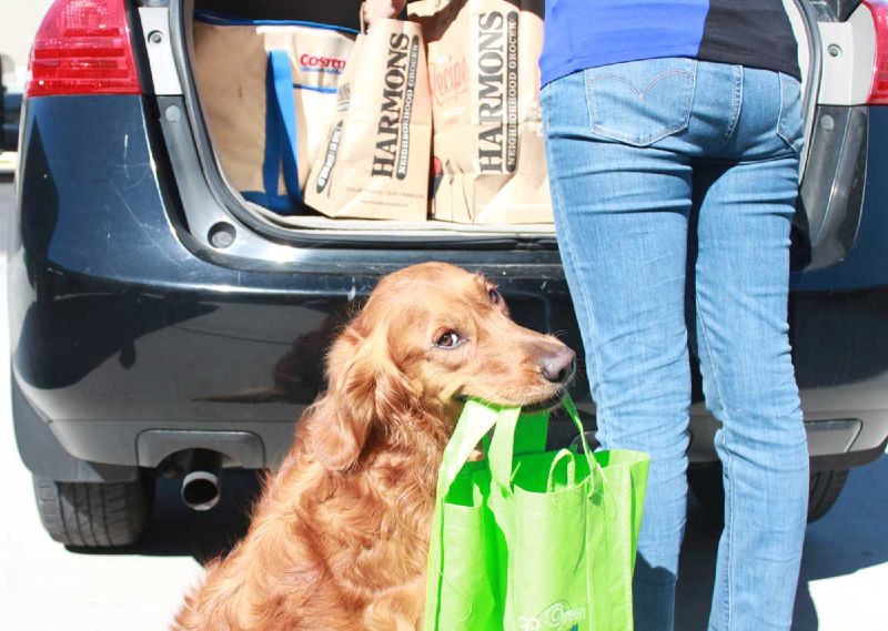 Dog Training Elite Dallas—Fort Worth offers top rated autism service dog training near you in Dallas.