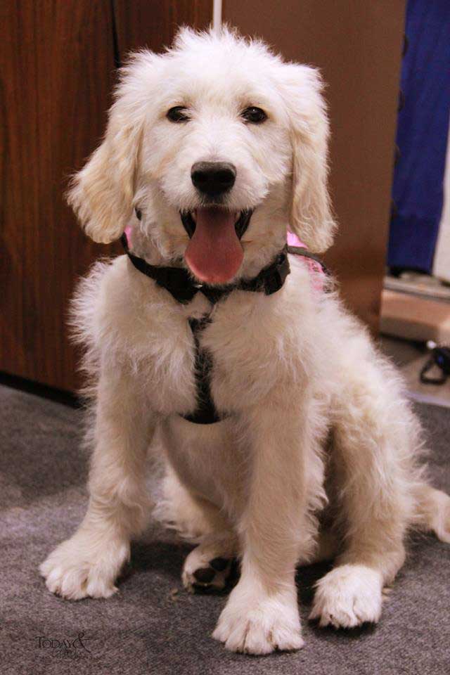 Dog Training Elite and this pup are excited to have Justin Collett.