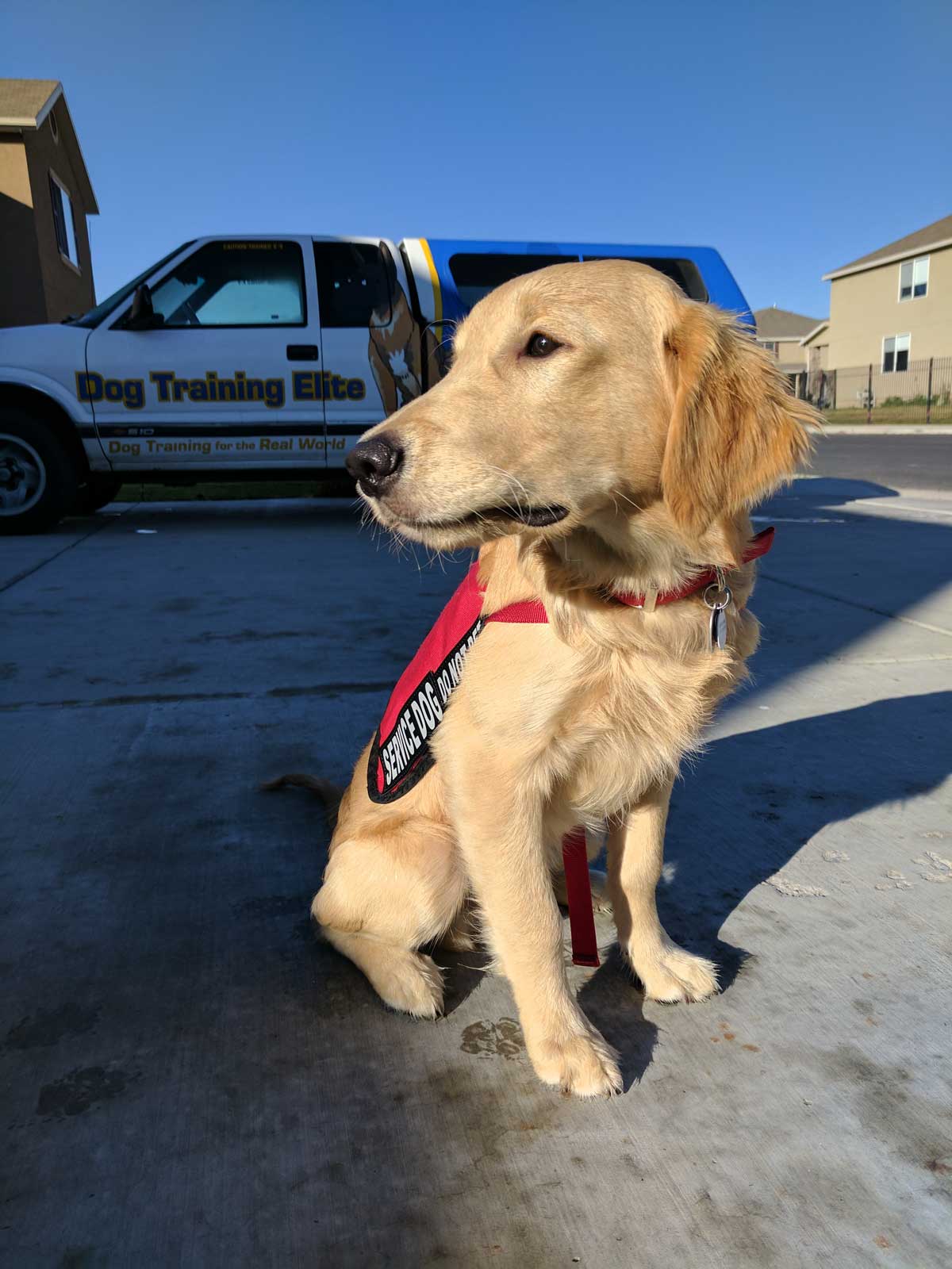 Dog Training Elite Dallas—Fort Worth is proud to have the highest rated service dog training programs near you in Dallas.