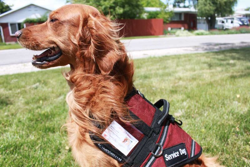 Dog Training Elite Dallas—Fort Worth offers top rated service dog training near you in Dallas.