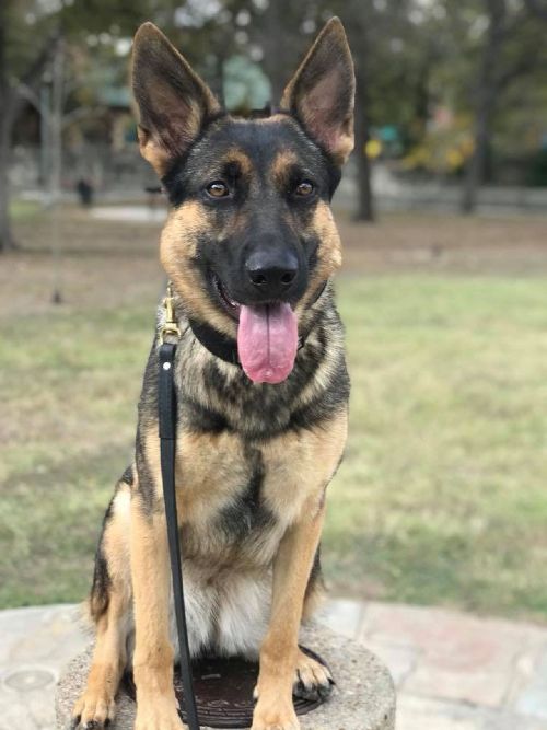 Professional German Shepherd Trainers Near You in Dallas