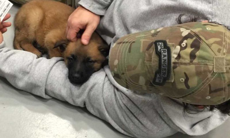 Coupon Dog Trainer in Denver