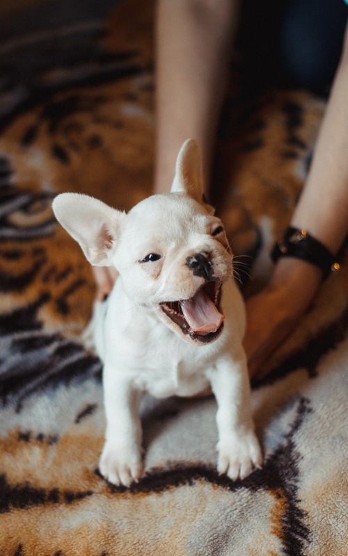 Dog Training Elite offers professional french bulldog training in Dallas.