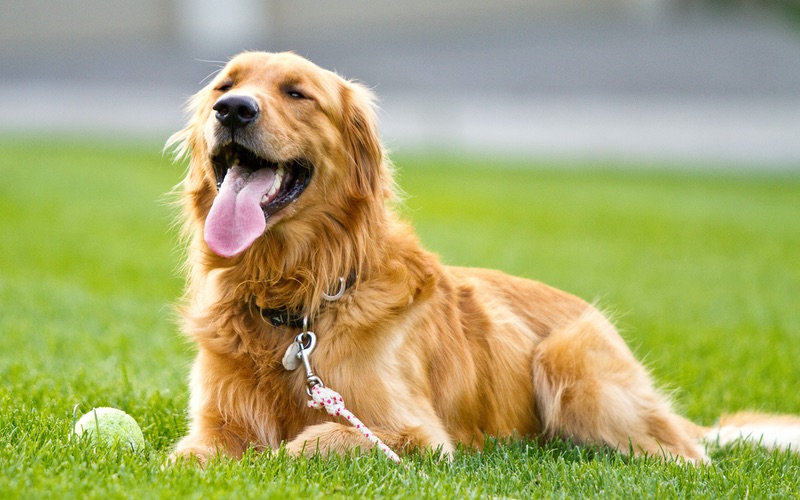 Pet Owner Behavior Can Have an Effect on Dog Training Success