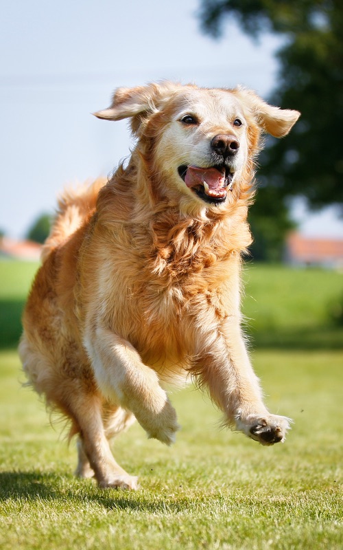 Professional Golden Retriever Dog Training Near You in Dallas