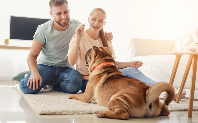 Dog Training Elite offers professional aggressive dog training programs near you in Dallas.