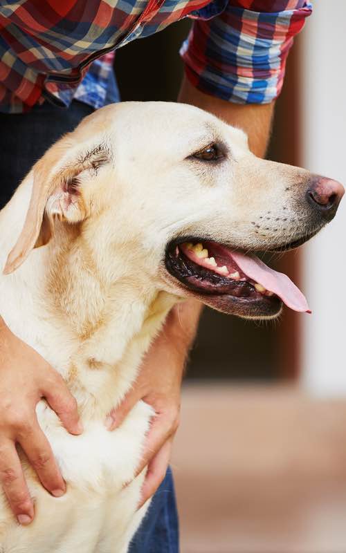 Dog Training Elite Dallas—Fort Worth has expert dog trainers near you in Dallas that are experienced in a variety of puppy training methods for Labradors.