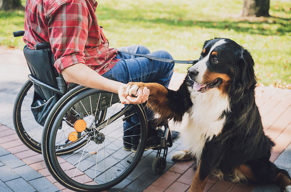 Best In-Home Dog Trainers Near Me in Boulder