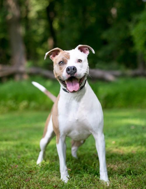 This pup is happy and well-behaved thanks to pit bull training in Dallas with Dog Training Elite.