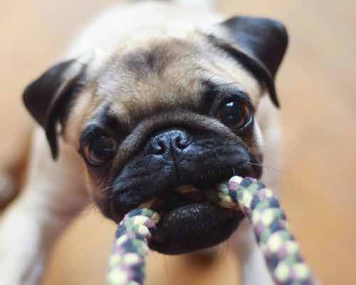 Dog Training Elite Dallas—Fort Worth in Dallas is loved by puppies and puppy parents alike.