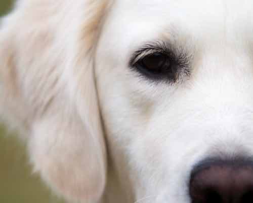 Dog Training Elite Dallas—Fort Worth offers professional in-home puppy training programs in addition to their dog training facility in Dallas.