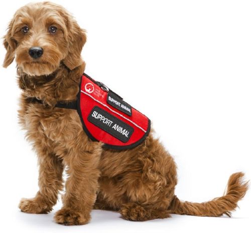 Dog Training Elite Dallas—Fort Worth has award winning in-home dog trainers and top rated dog training programs.