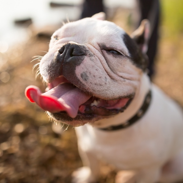 A cute smiling french bulldog - ready to train with the experts at Dog Training Elite Dallas—Fort Worth.