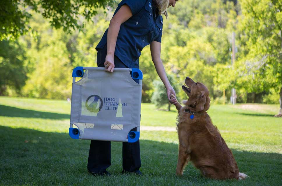 Dog Training Elite has expert dog trainers in Dallas that use a positive training method with optimal results.