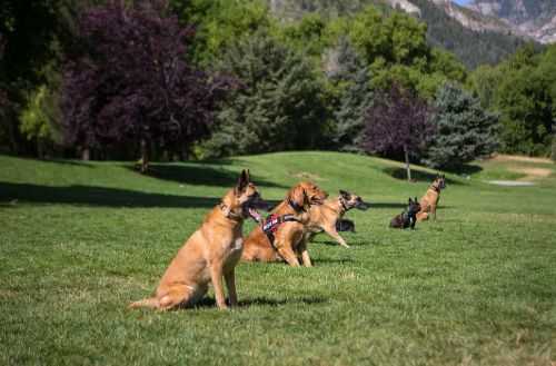 In-Home Dog Trainers Near You in Dallas