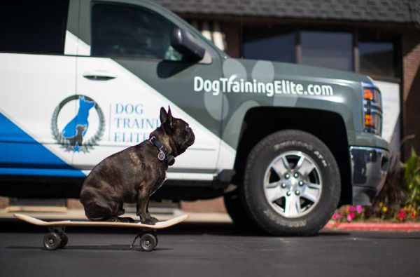 Best In-Home Dog Trainers Near Me in Dallas
