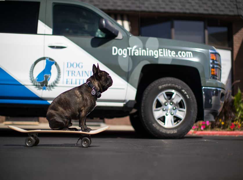Dog Training Elite Southeast Louisiana is proud to provide the highest rated dog training services at an affordable cost near you in Baton Rouge.