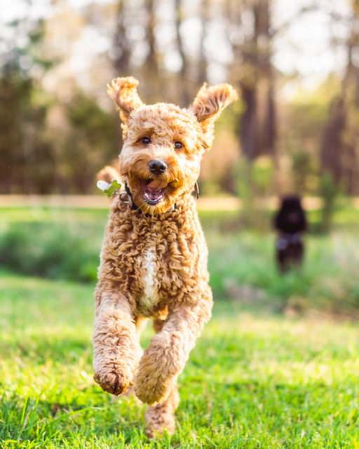 Roxie. Dog Trainer in Raleigh / Cary