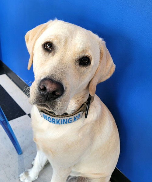 Bean. Dog Trainer in Carmel / Fishers