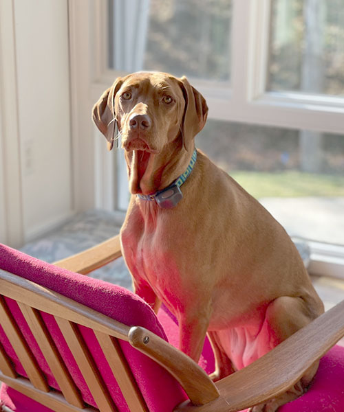 Olive. Dog Trainer in Carmel / Fishers